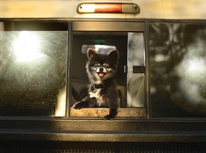 Восторженные собаки выглядывают из автомобильных окон (10 фото)