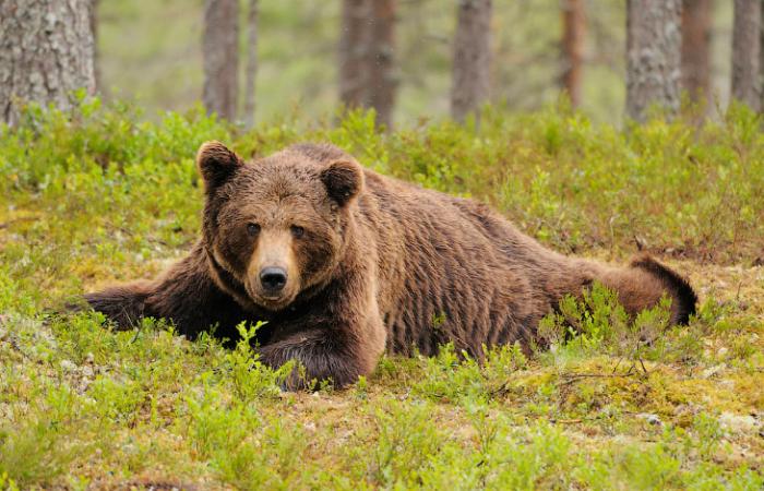 Бурые медведи из финских лесов (26 фото)
