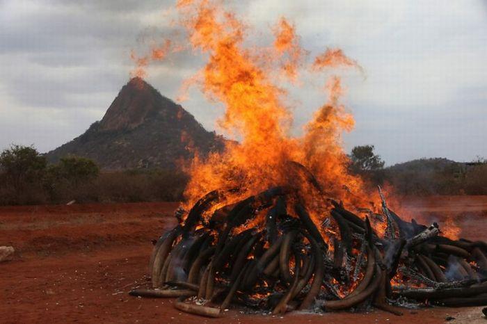 Сжигание слоновой кости (9 фото)