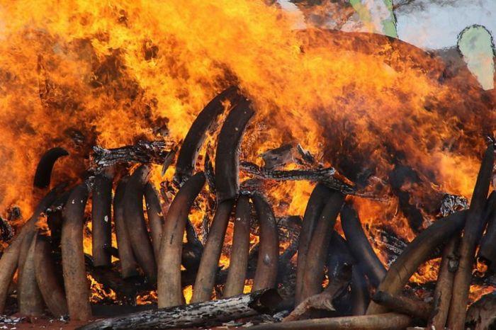 Сжигание слоновой кости (9 фото)