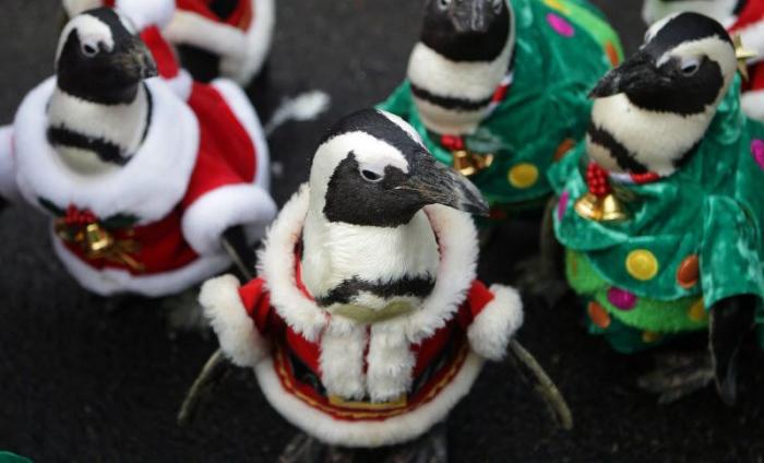 Пингвины в костюмах Санта-Клаусов (18 фото)