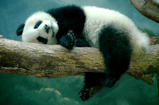 Природа сыграла над пандами злую шутку — они обречены на вымирание