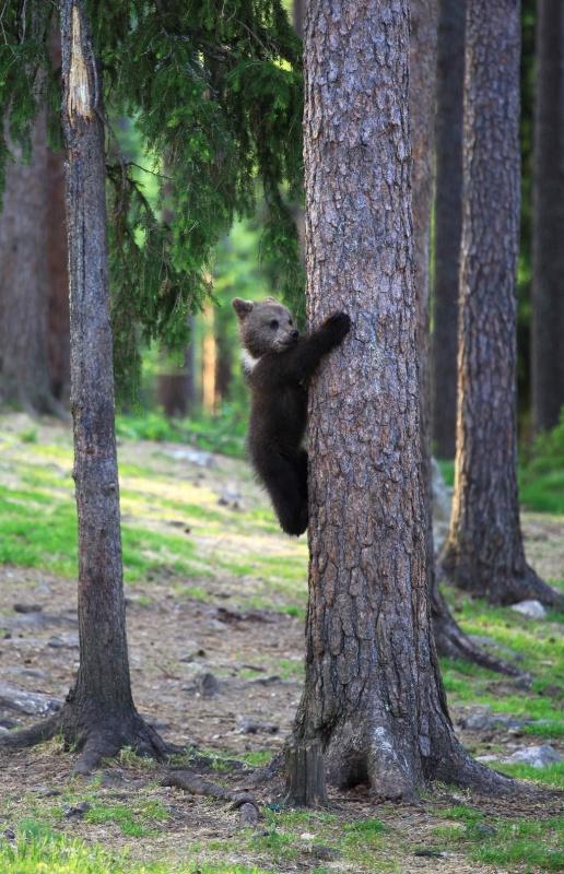 Финские медвежата встали в круг (10 фото)