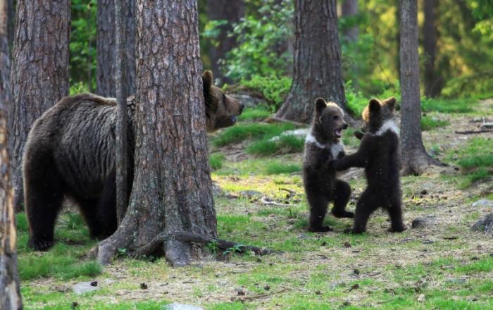 Финские медвежата встали в круг (10 фото)