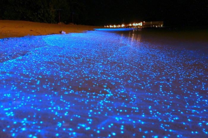 Голубые ночи на Мальдивах (7 фото)