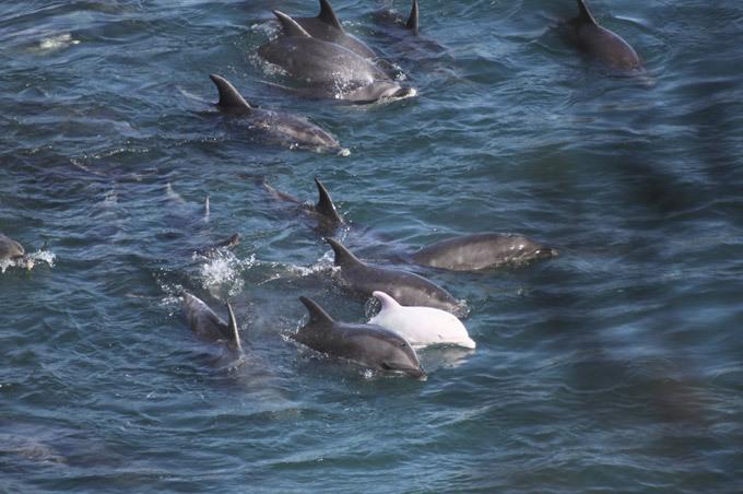 Массовое убийство дельфинов (7 фото)