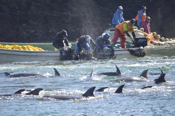 Массовое убийство дельфинов (7 фото)