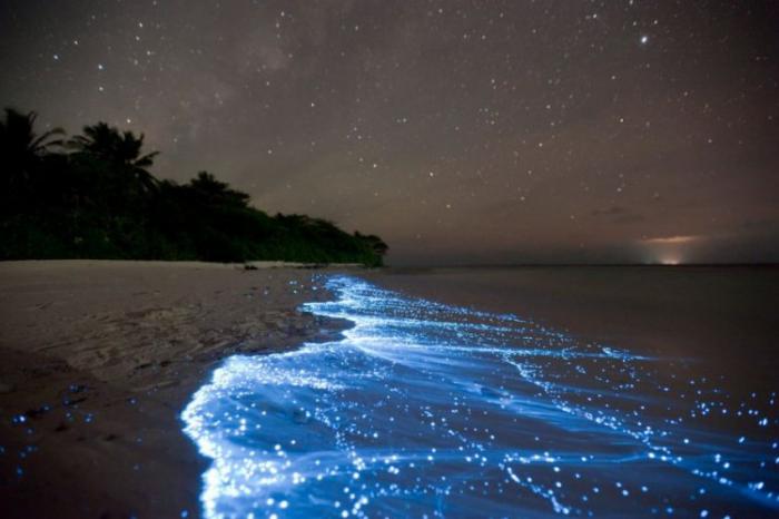  Волшебная люцифаза на Мальдивских пляжах! (15 фото) 
