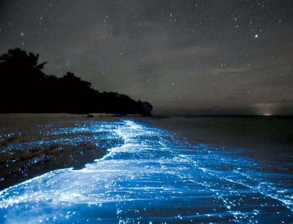  Волшебная люцифаза на Мальдивских пляжах! (15 фото) 