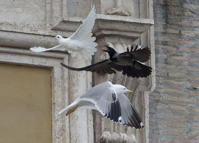 Папа Римский выпустил "голубей мира" после обращения к жителям Украины (4 фото)