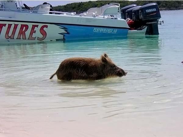  Как отдыхают багамские свинки (25 фото)
