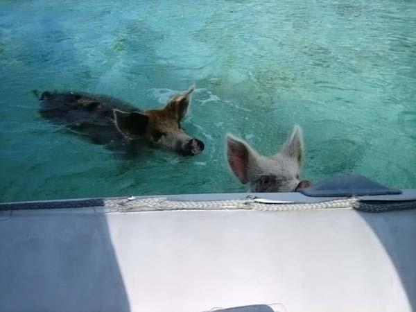  Как отдыхают багамские свинки (25 фото)