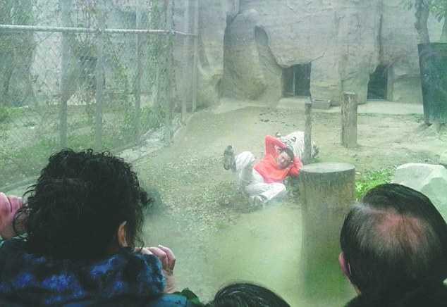 Китаец запрыгнул в вольер с тиграми, чтобы покормить их рисом (7 фото)