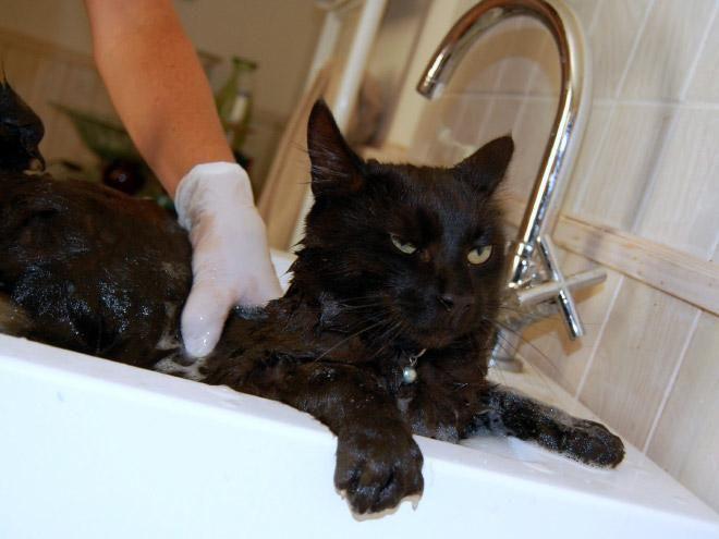 Коты и водные процедуры (17 фото)