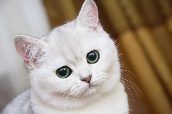У кошек и собак есть шестое чувство — ультрафиолетовое зрение