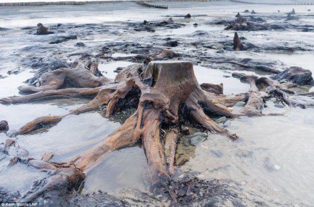 Штормы раскопали лес, которому 5000 лет (11 фото) 