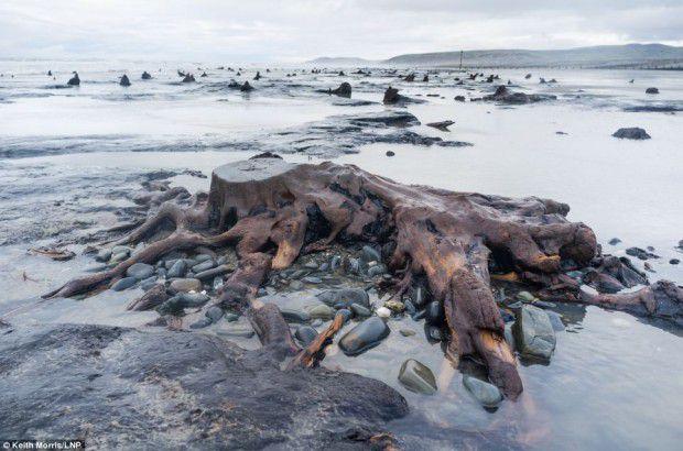  Штормы раскопали лес, которому 5000 лет (11 фото) 