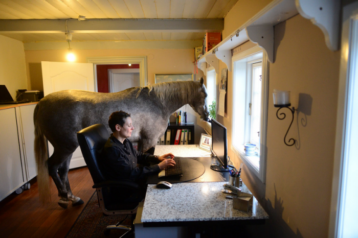  Лошадь в доме (15 фото) 