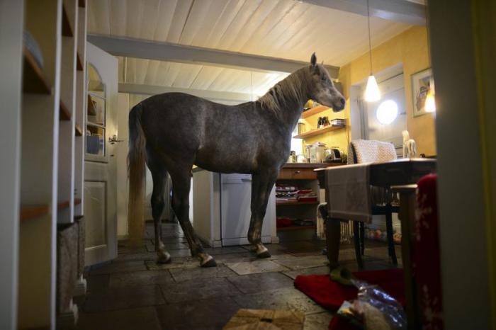  Лошадь в доме (15 фото) 