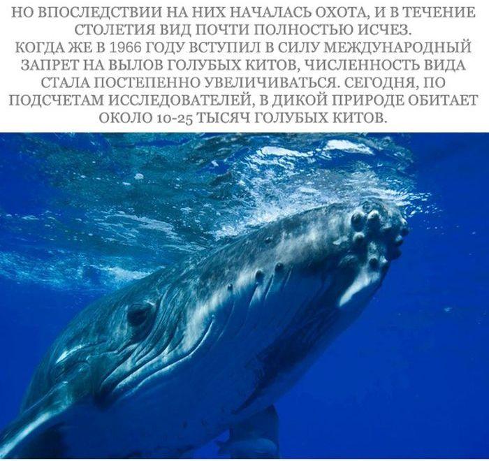 Морские млекопитающие на грани вымирания (17 фото)
