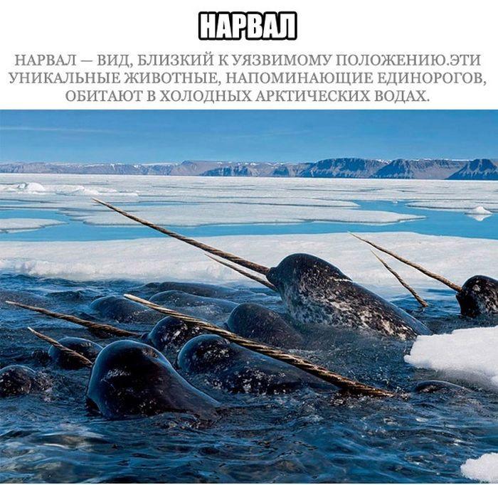 Морские млекопитающие на грани вымирания (17 фото)