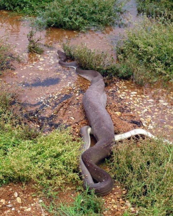 Смертельная схватка хищников: питон против крокодила (13 фото)