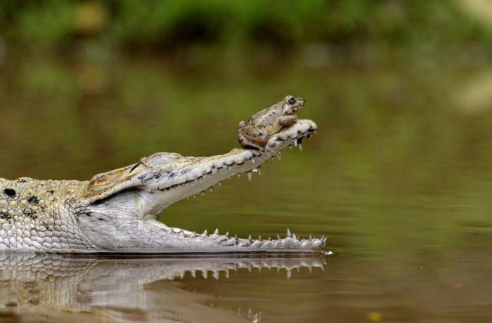 Как лягушка может поставить крокодила в неловкое положение (5 фото)