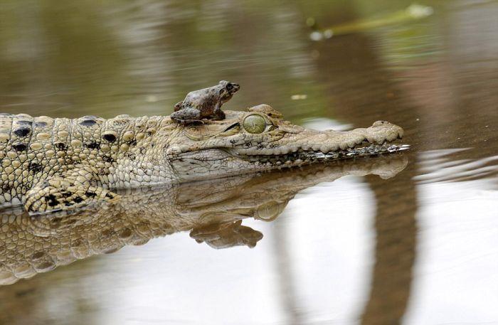 Как лягушка может поставить крокодила в неловкое положение (5 фото)