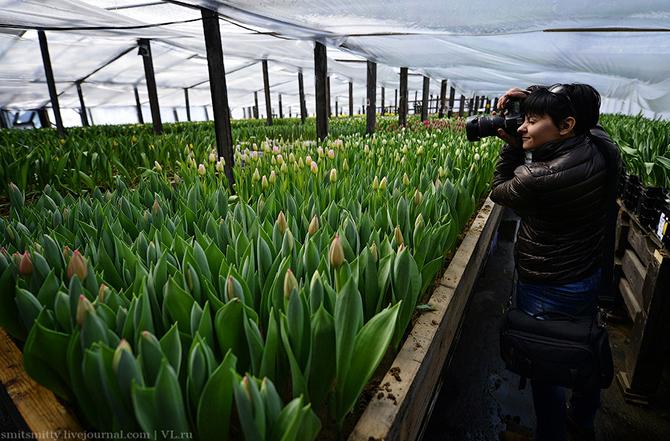 Как выращивают тюльпаны в пригороде Владивостока (28 фото)