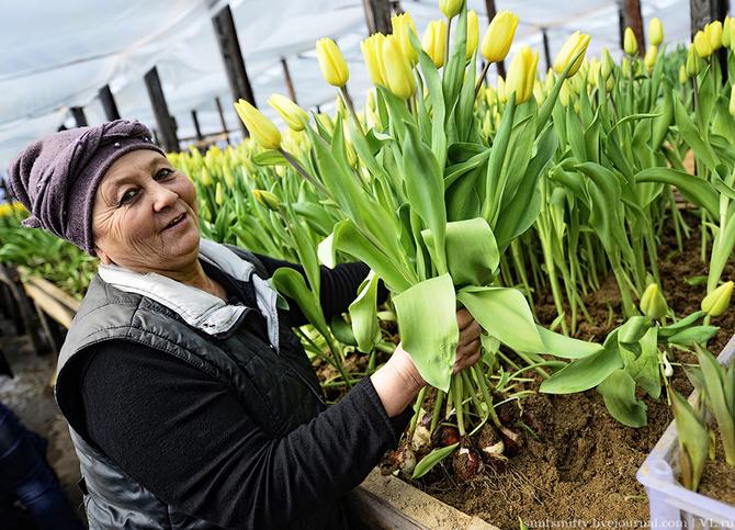 Как выращивают тюльпаны в пригороде Владивостока (28 фото)