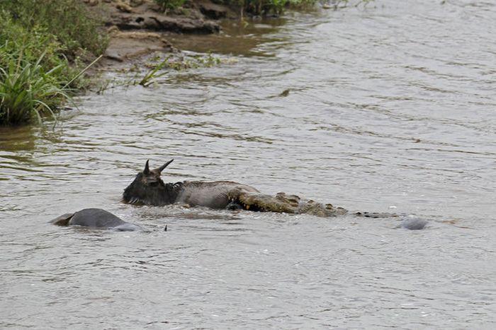Бегемот спас антилопу от крокодила (11 фото)