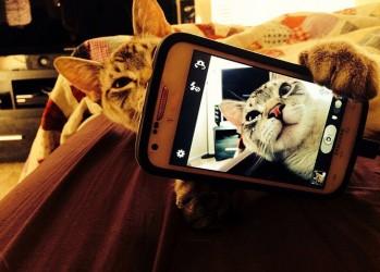 Коты и их селфи снимки (20 фото)