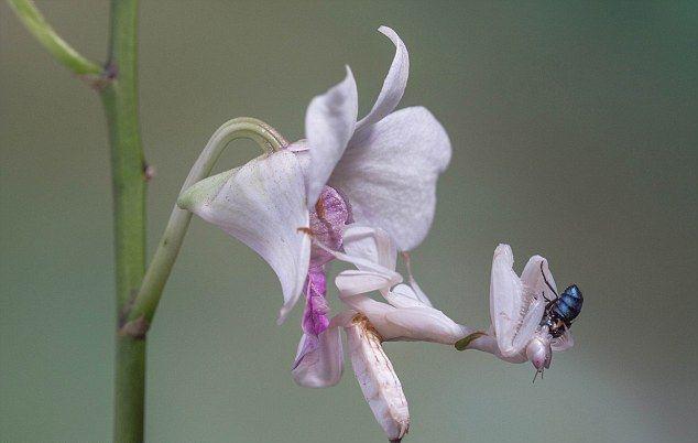 Как орхидейный богомол ловит добычу (3 фото)