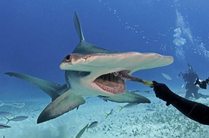 Кормление акулы-молота из рук аквалангиста (5 фото)