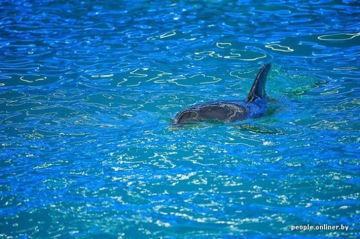 Дайвинг с дельфинами (13 фото)