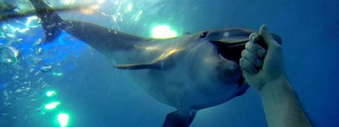 Дайвинг с дельфинами (13 фото)