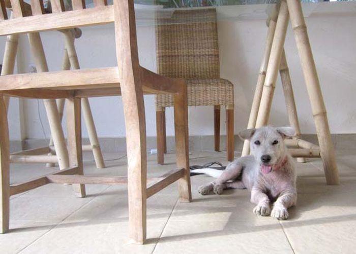 Спасение бездомной собаки от гибели (14 фото)