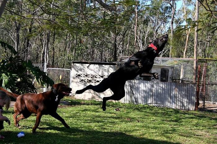 Летающие собаки (16 фото) 