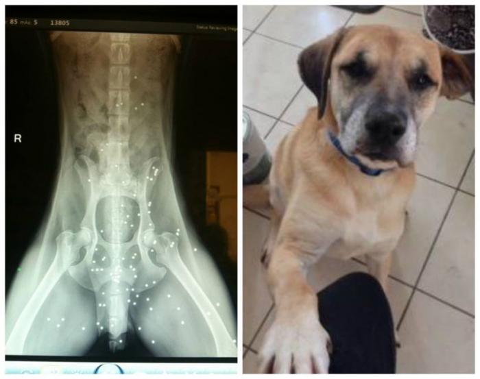  Рентгеновский снимок собаки... (5 фото) 
