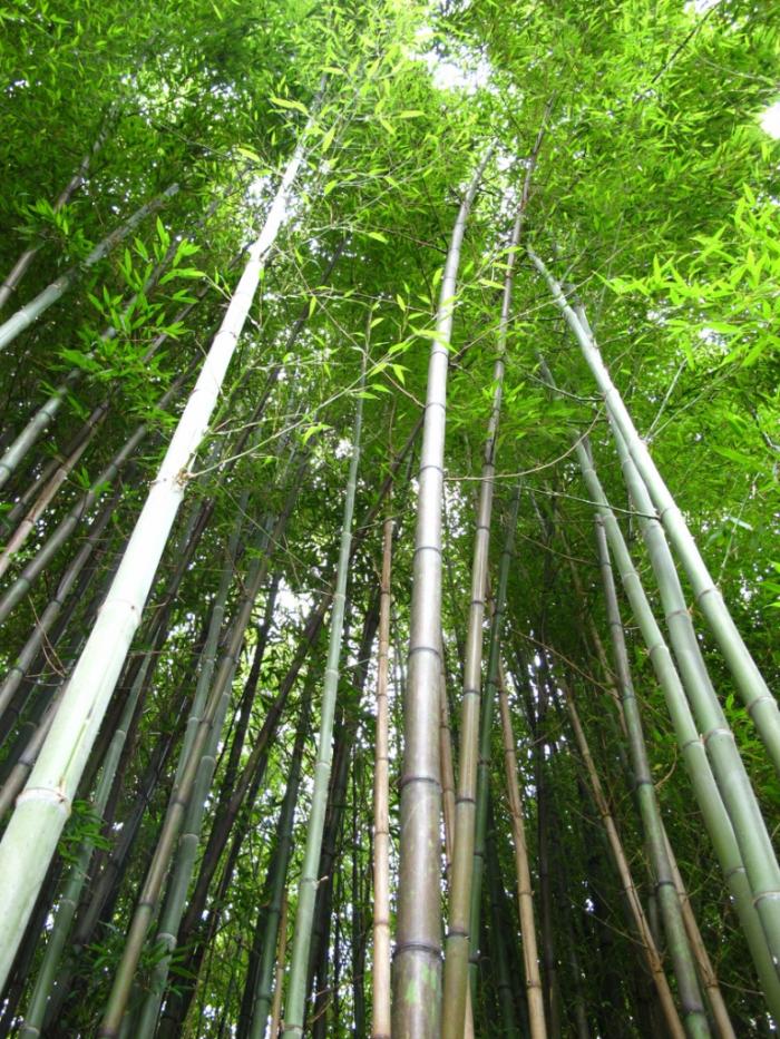 Бамбуковые рощи (26 фото)