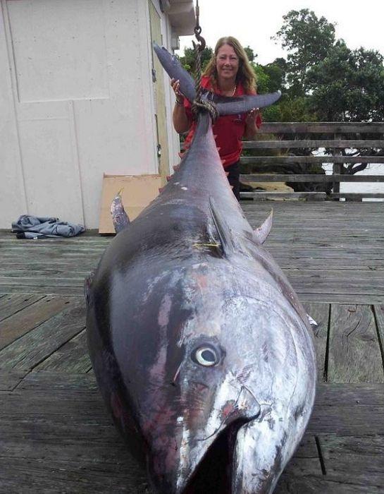 Рыбачка вытянула гигантского 400-килограммового тунца (6 фото)