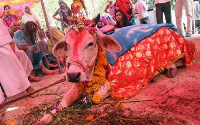 В Индии, чтобы сохранить урожай, нужно поженить коров (13 фото)