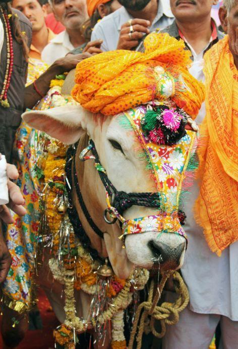 В Индии, чтобы сохранить урожай, нужно поженить коров (13 фото)