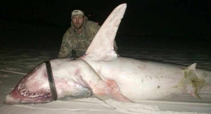 Братья-рыболовы поймали огромную акулу (6 фото+видео)