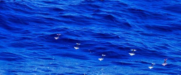Летучие кальмары (8 фото)