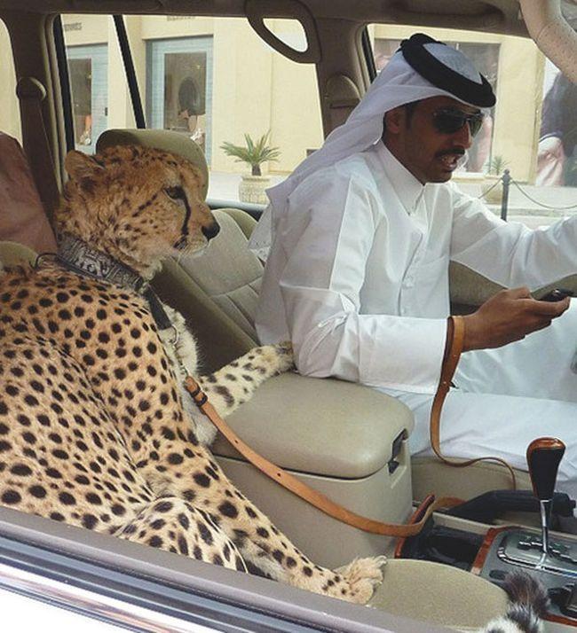 Такое возможно только в Дубае (16 фото) 