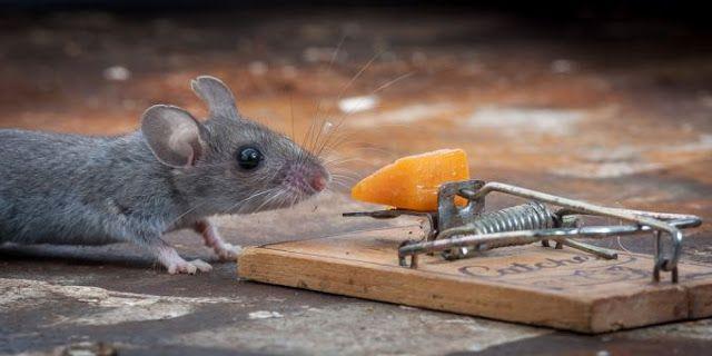  Мышь vs мышеловка (24 фото) 