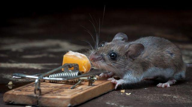  Мышь vs мышеловка (24 фото) 