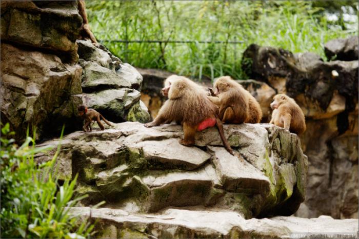 Самый открытый зоопарк мира (32 фото)