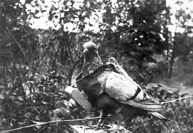 Животные Первой Мировой войны (28 фото)